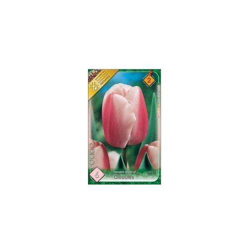 Tulipán ollioules 6ks - Umelé kvety