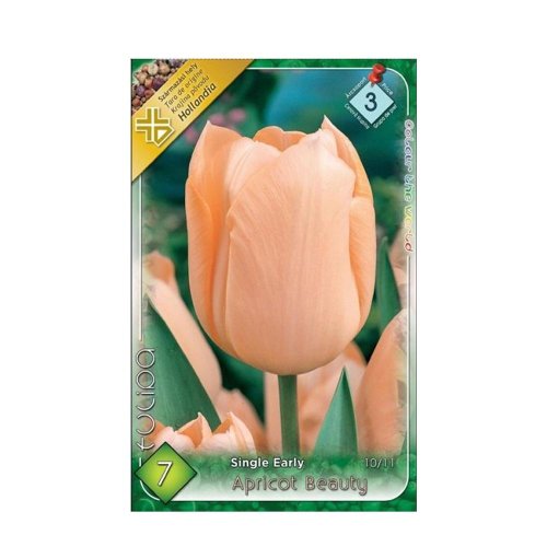 Tulipán apricot beauty 7ks - Vianočné dekorácie a ozdoby