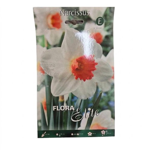 Narcis cool flame 5ks