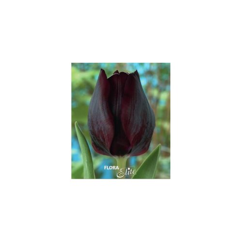 Tulipán ronaldo 7ks
