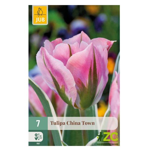 Tulipán china town 7ks pevná cena