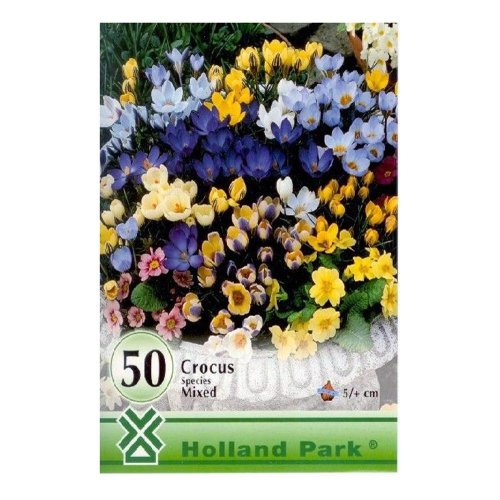 Crocus big pack botanic.mix 50ks - Umelé kvety
