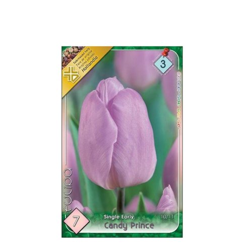 Tulipán candy prince 7ks - Vianočné dekorácie a ozdoby