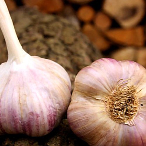 Cesnak sadb.vekan ozimný paličiak 4ks