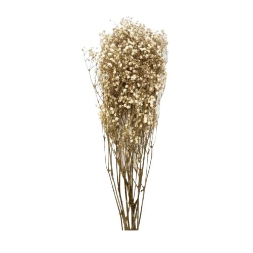 Gypsophila bielena väčšie kvietky/zv - Aranžérsky materiál