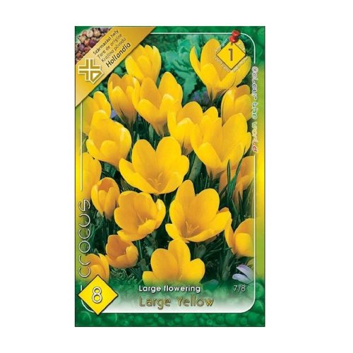 Crocus large yellow 8ks