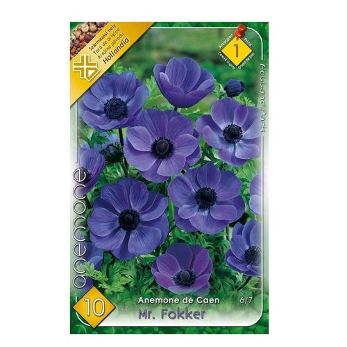 Anemone de caen mr.flokker 10ks