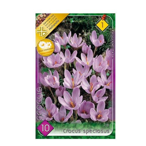 Crocus speciosus 10ks