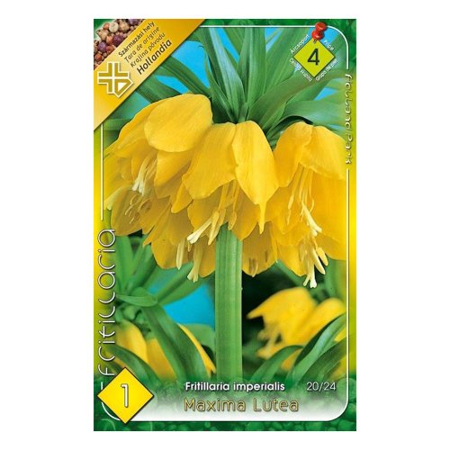 Fritillaria luthea 1ks - Umelé kvety