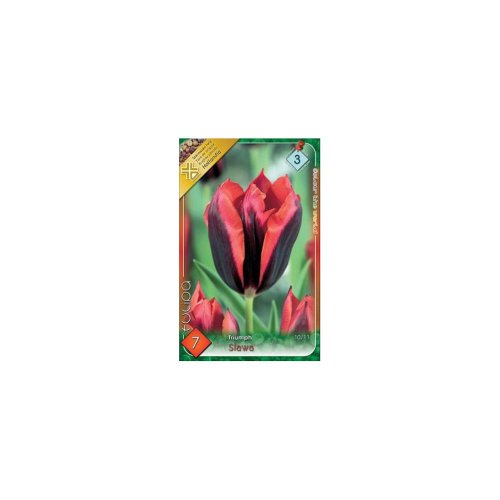 Tulipán slawa 7ks - Veľkonočné ozdoby