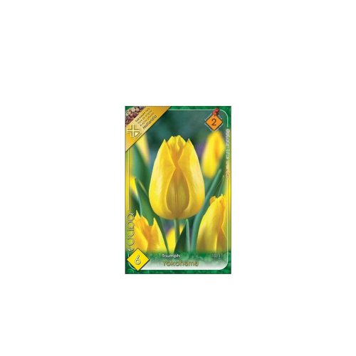 Tulipán yokohama 6ks