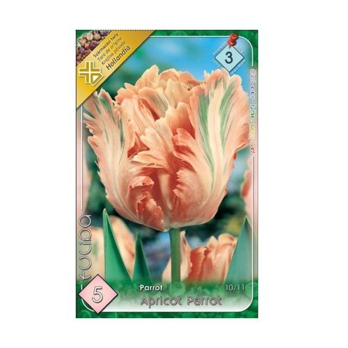 Tulipán apricot parrot 5ks