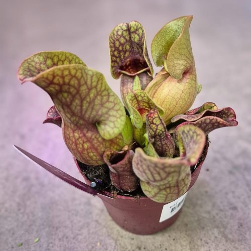 Sarracenia mix 12/30cm - Vianočné dekorácie a ozdoby