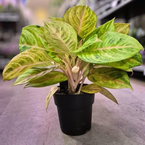 Aglaonema 19/50cm - Umelé kvety