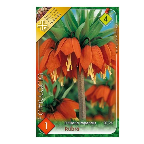 Fritillaria rubra 1ks