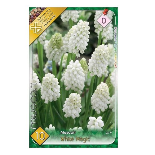 Muscari white magic 10ks - Umelé kvety