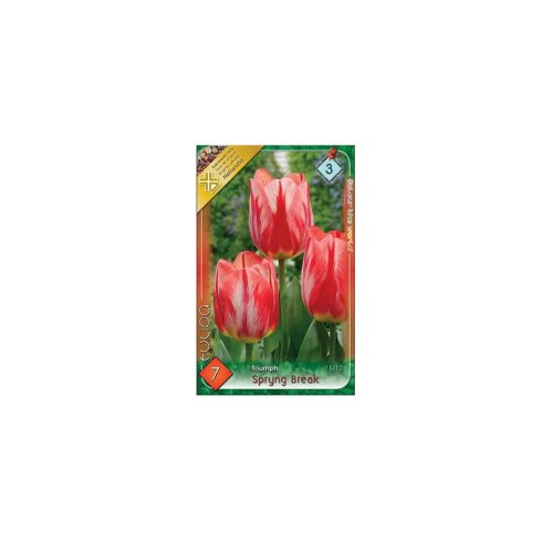 Tulipán spryng break 7ks