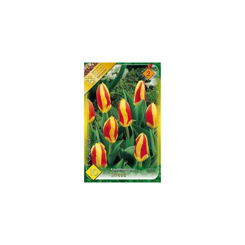 Tulipán stresa 8ks