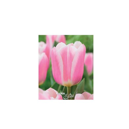 Tulipán mandy´s choice 7ks - Vianočné dekorácie a ozdoby