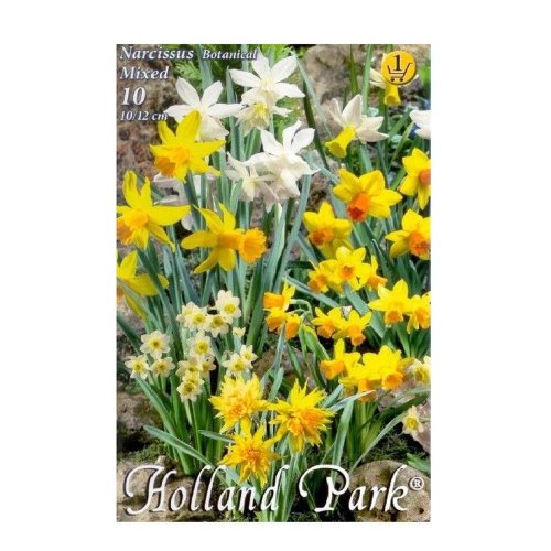 Narcis botanical mix 10ks