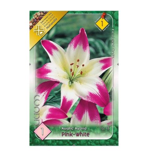 Ľalia asiatic pink-white 1ks - Jesenné dekorácie