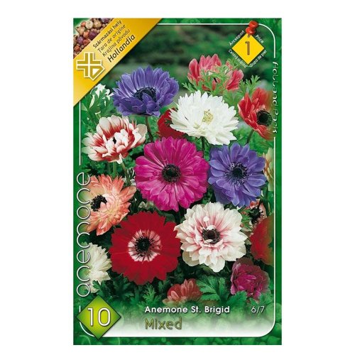 Anemone st.brigid mix 10ks - Umelé kvety