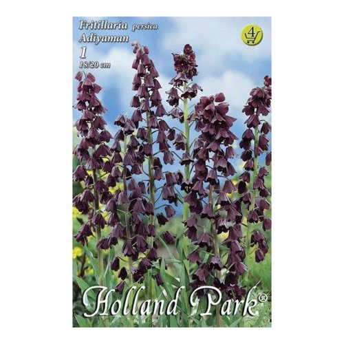Fritillaria persica adyaman 1ks - Umelé kvety