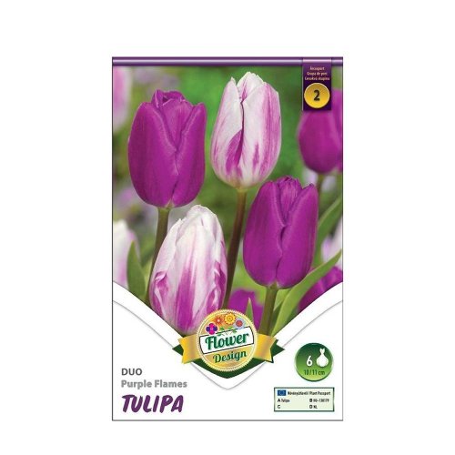 Tulipán duo purple flames 6ks - Umelé kvety
