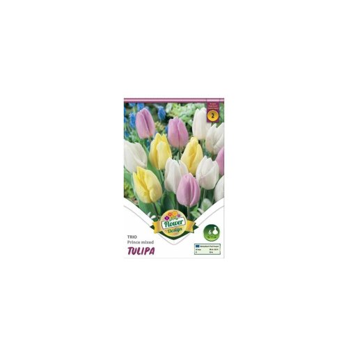Tulipán trio prince mix 6ks