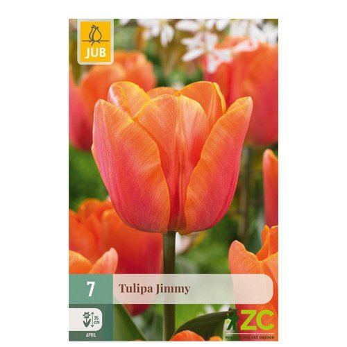 Tulipán jimmy 7ks pevná cena