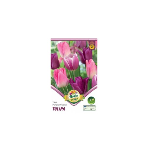 Tulipán trio purple dreams 6ks