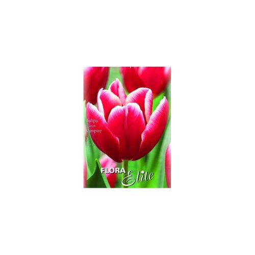 Tulipán match 7ks