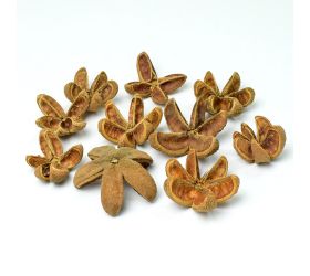 Wild orange 1/10 i460 pacz