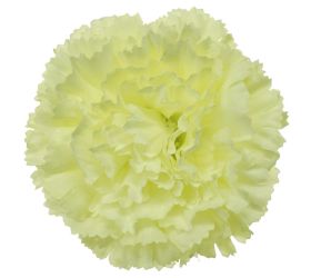 Hlava karafiát wh1126 7cm