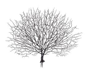 Konár coral hnedý 50cm