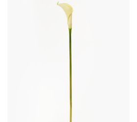 Ks calla biela 67cm