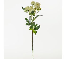 Ks ruža viackvetá žltá 65cm