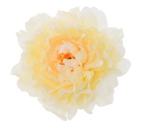 Hlava pivónia losos p:12cm bal:12ks