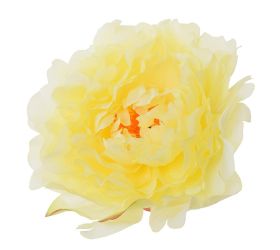 Hlava pivónia krém p:12cm bal:12ks