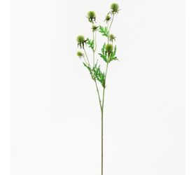 Ks echinops zelený 71cm