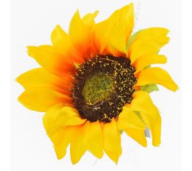 Hlava slnečnica priem:8cm bal:12ks