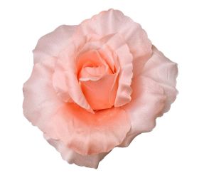 Hlava ruža lososová p:10cm bal:12ks