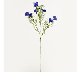 Ks čakanka modrá 73cm