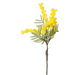 Ks acacia žltá 36cm