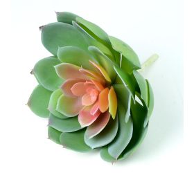 Suculent echeveria v:19cm p:20cm