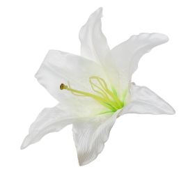 Hlava ľalia biela 18cm bal:10ks