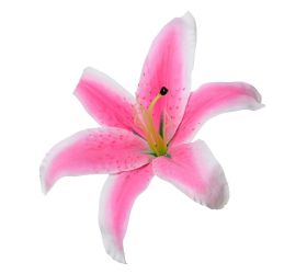 Hlava ľalia ružová priem:21cm bal:12ks