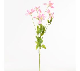 Ks clematis ružový 90cm