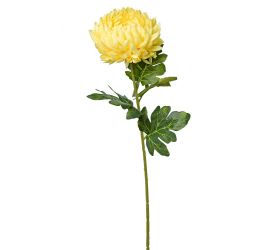 Ks chryzantéma 75cm žltá