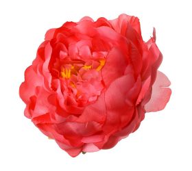 Hlava pivónia koralová p:10cm bal:12ks